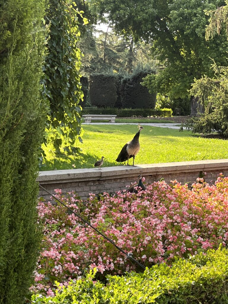 Jardín Cecilio Rodriguéz Bastardo Hostel Parque Madrid Retiro