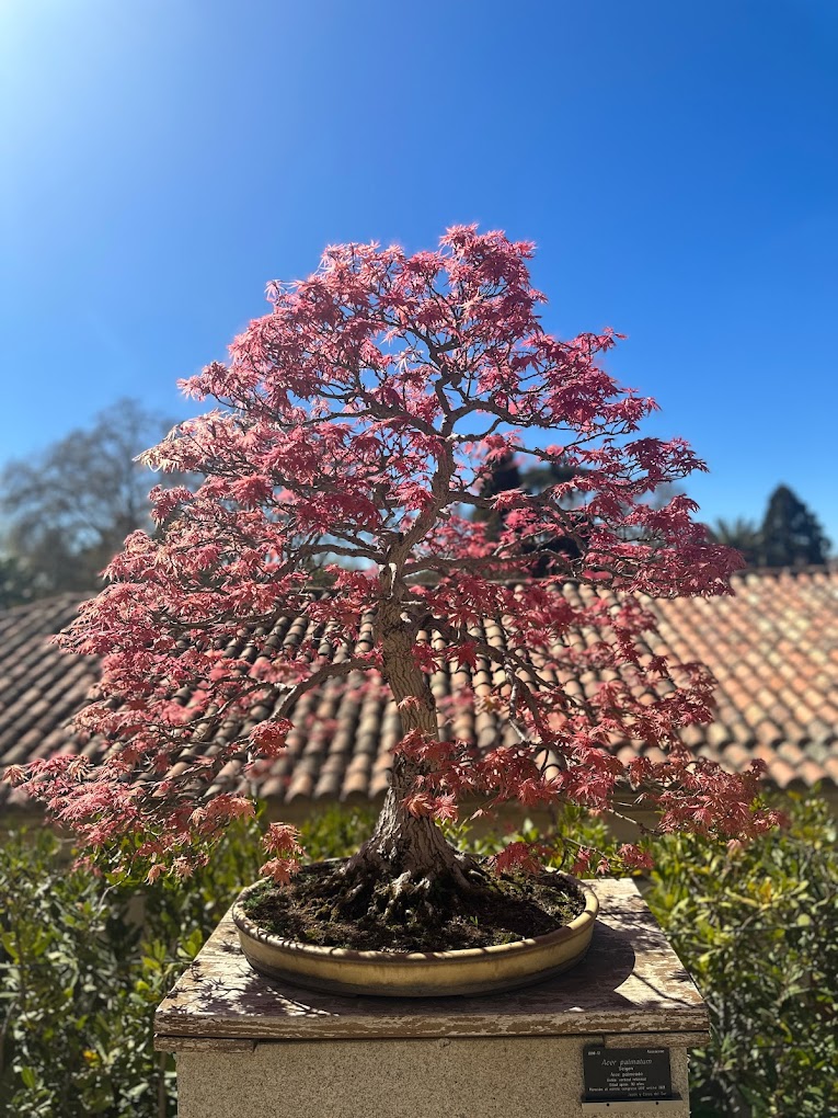 Madrid-Jardin-Botanico-Bastardo-Hostel-Plantas